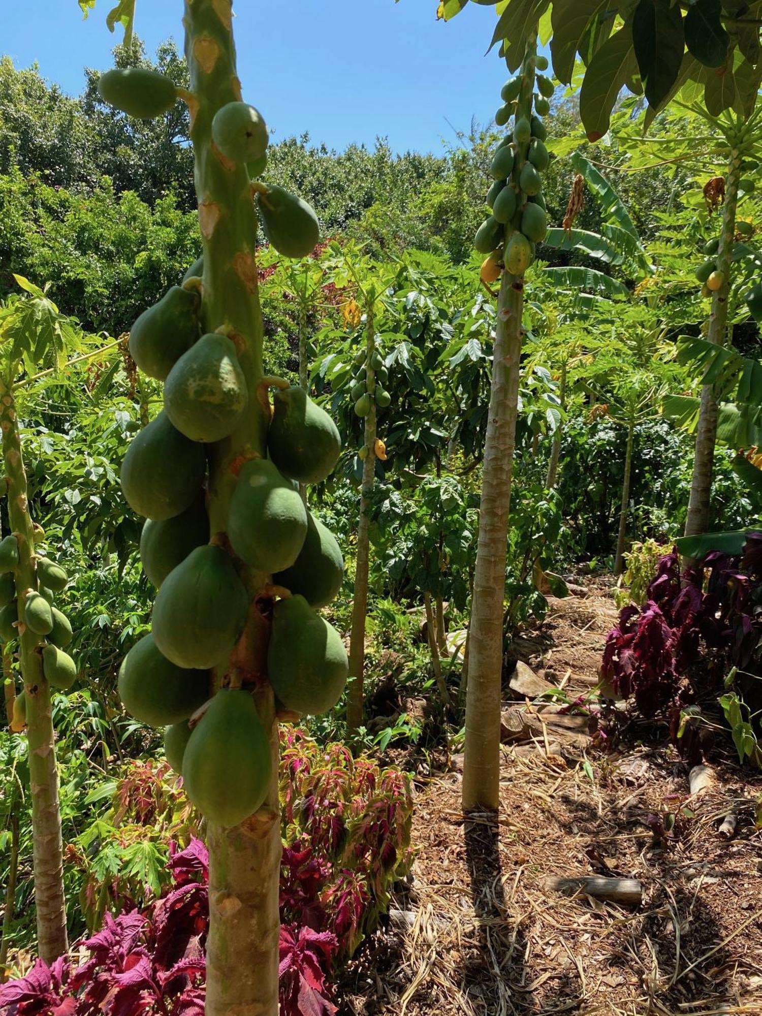 Maui Eco Retreat Huelo
